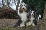 BEARDED COLLIE 441